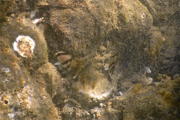 Butterflyfish - Threebanded Butterfly Butterflyfish - Threebanded Butterfly