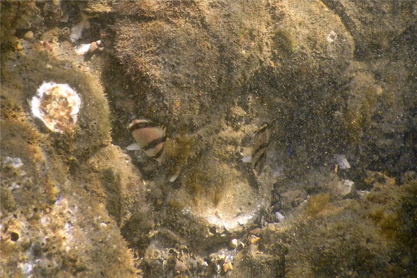 Butterflyfish - Threebanded Butterfly