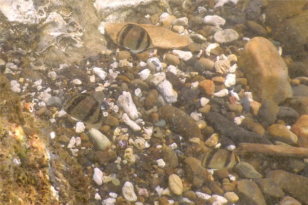 Butterflyfish - Threebanded Butterfly