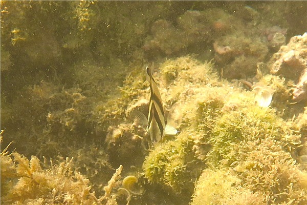 Butterflyfish - Threebanded Butterfly Butterflyfish - Threebanded Butterfly