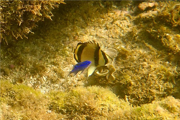 Butterflyfish - Threebanded Butterfly Butterflyfish - Threebanded Butterfly