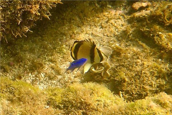 Butterflyfish - Threebanded Butterfly