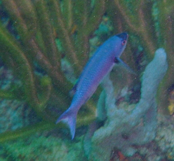 Creole Wrasse - Clepticus parrae