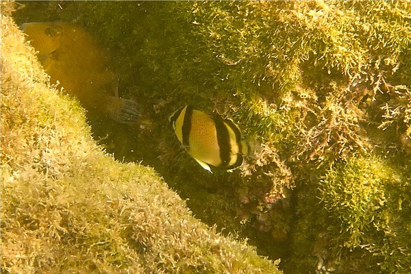 Butterflyfish - Threebanded Butterfly