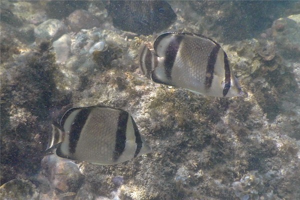 Butterflyfish - Threebanded Butterfly