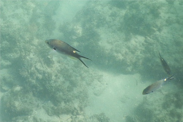 Damselfish - Scissortail Chromis