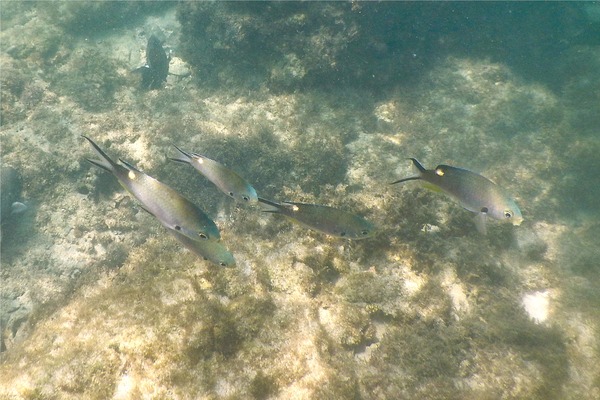 Damselfish - Scissortail Chromis