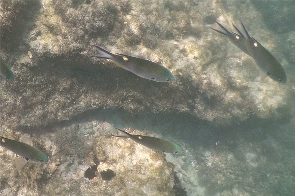 Damselfish - Scissortail Chromis