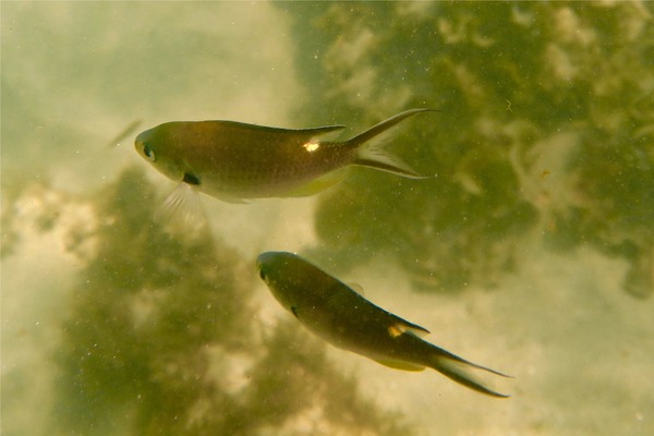 Damselfish - Scissortail Chromis