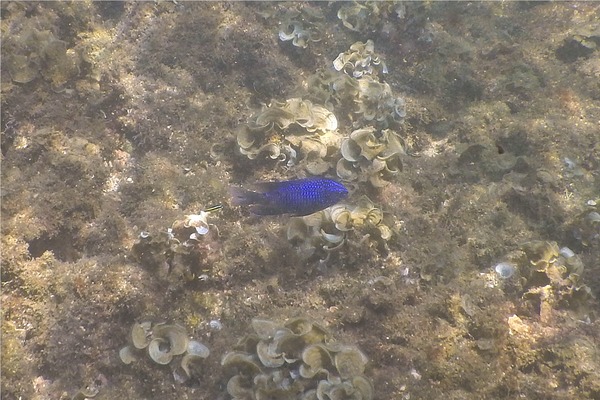 Damselfish - Acapulco Damselfish