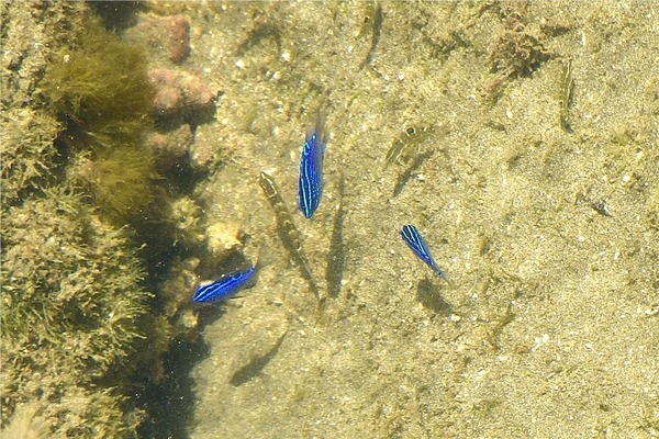 Damselfish - Acapulco Damselfish