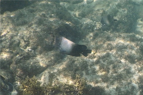 Damselfish - Acapulco Damselfish