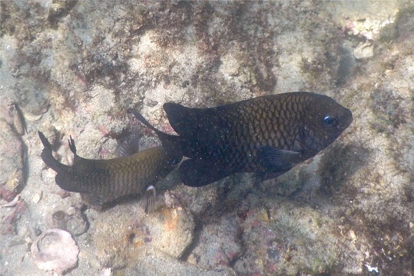 Damselfish - Acapulco Damselfish