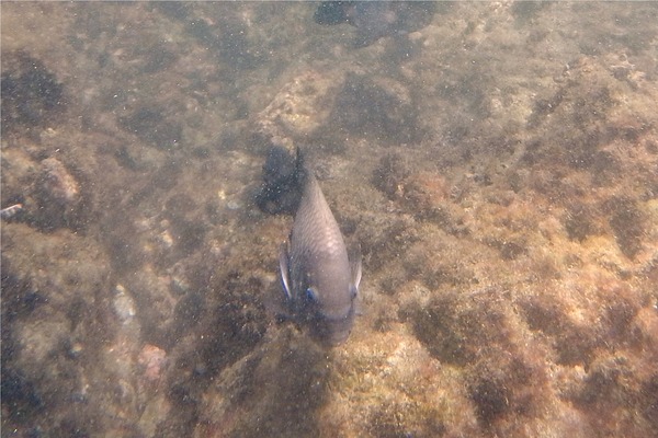 Damselfish - Acapulco Damselfish