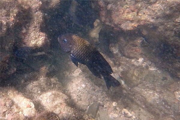 Damselfish - Acapulco Damselfish