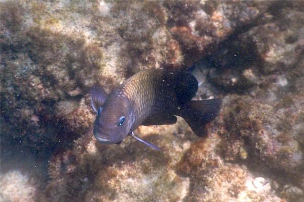 Damselfish - Acapulco Damselfish