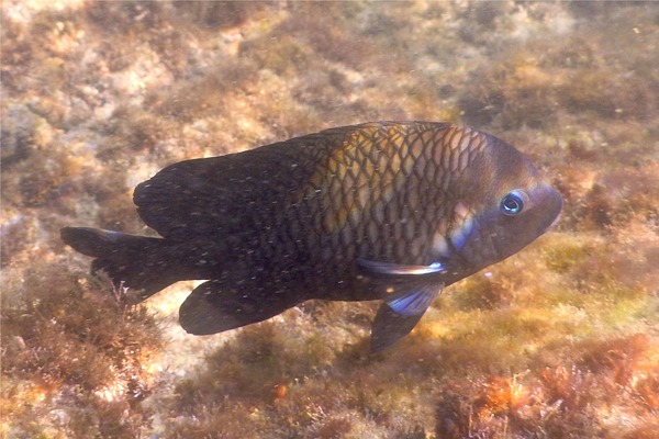 Damselfish - Acapulco Damselfish