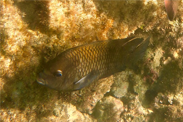 Damselfish - Acapulco Damselfish