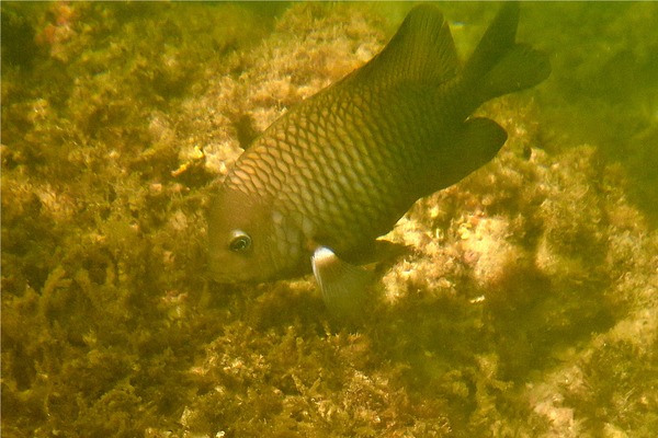 Damselfish - Acapulco Damselfish