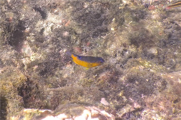 Damselfish - Beaubrummel Gregory