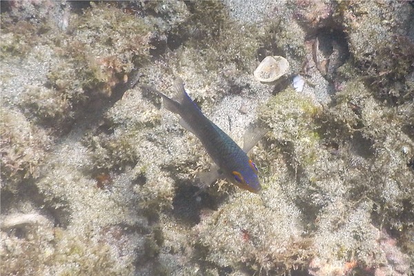 Damselfish - Beaubrummel Gregory Damselfish - Beaubrummel Gregory