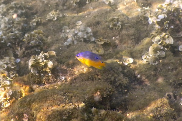 Damselfish - Beaubrummel Gregory Damselfish - Beaubrummel Gregory