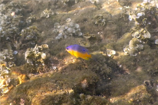 Damselfish - Beaubrummel Gregory