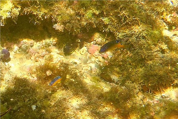 Damselfish - Beaubrummel Gregory Damselfish - Beaubrummel Gregory