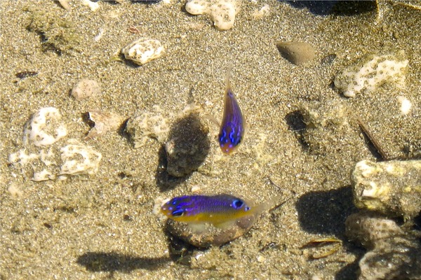 Damselfish - Beaubrummel Gregory Damselfish - Beaubrummel Gregory