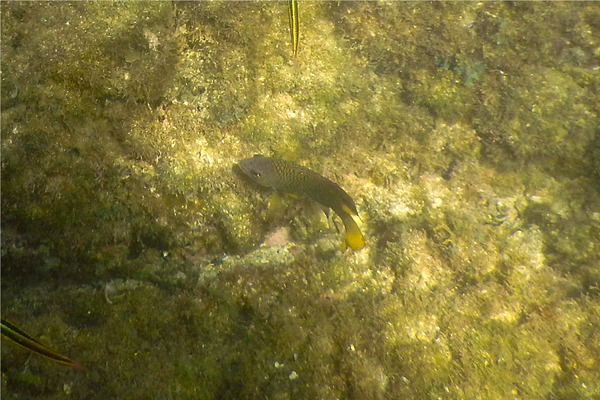 Damselfish - Beaubrummel Gregory