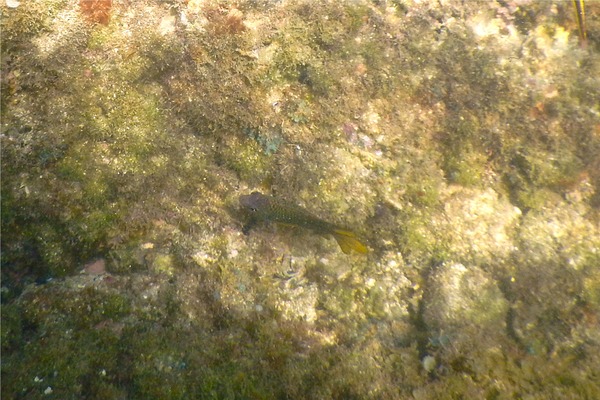 Damselfish - Beaubrummel Gregory