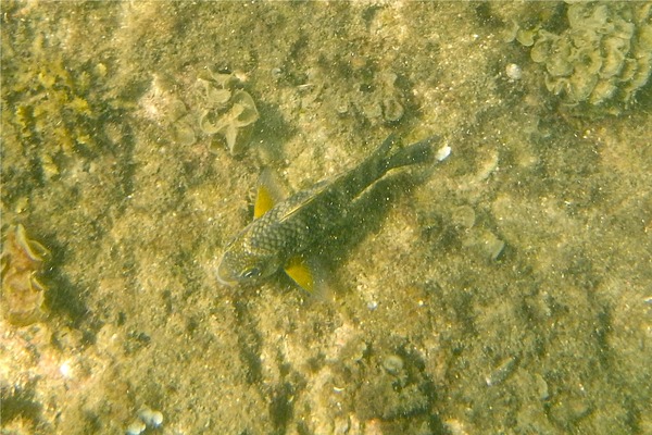 Damselfish - Bumphead Damselfish