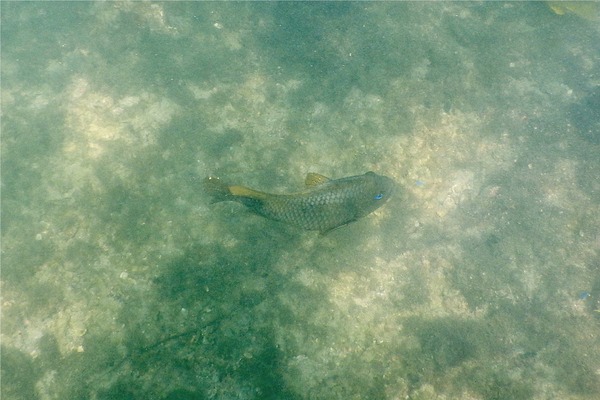 Damselfish - Bumphead Damselfish