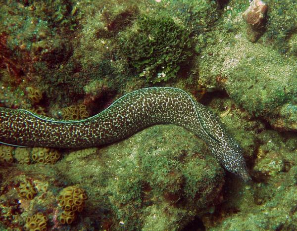 Moray - Spotted Moray