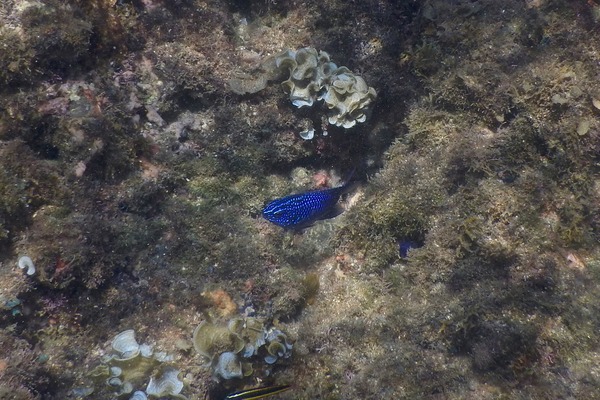 Damselfish - Cortez Damselfish