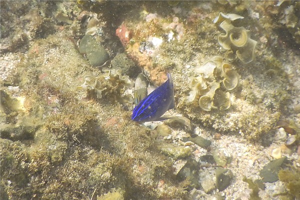 Damselfish - Cortez Damselfish