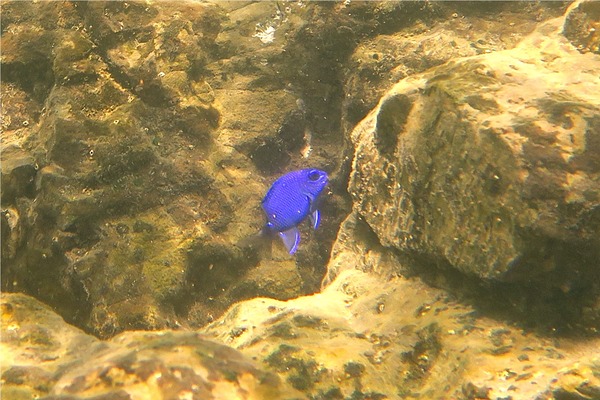 Damselfish - Cortez Damselfish Damselfish - Cortez Damselfish