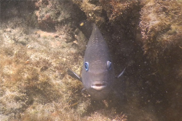 Damselfish - Cortez Damselfish