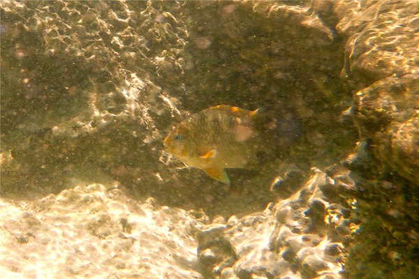 Damselfish - Mexican Night Major