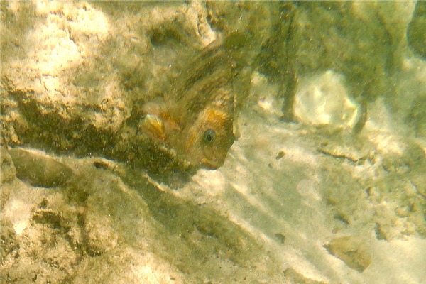 Damselfish - Mexican Night Major Damselfish - Mexican Night Major