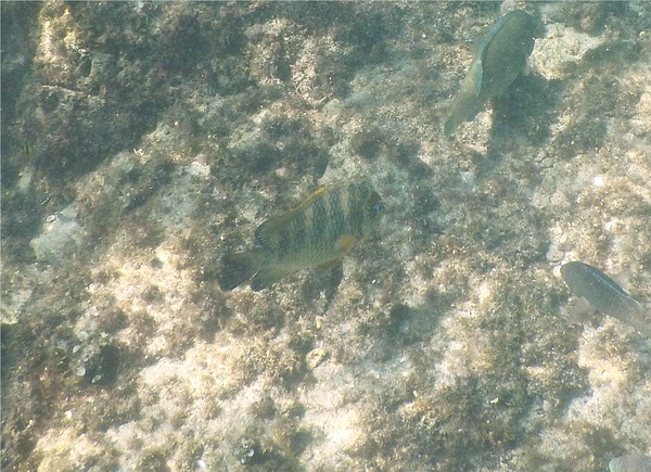 Damselfish - Panamic Night Sergeant Major Damselfish - Panamic Night Sergeant Major