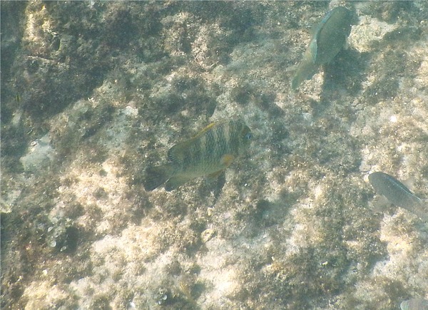 Damselfish - Panamic Night Sergeant Major