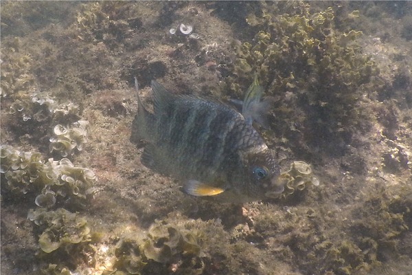 Damselfish - Panamic Night Sergeant Major Damselfish - Panamic Night Sergeant Major