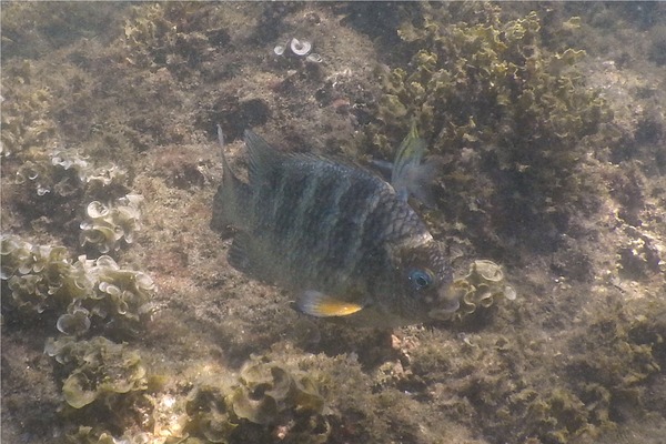 Damselfish - Panamic Night Sergeant Major