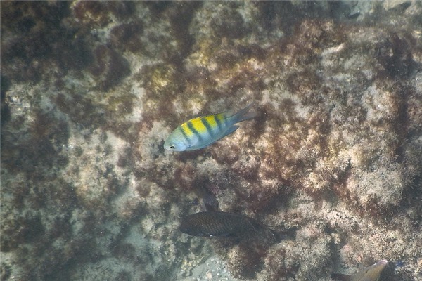 Damselfish - Panamic Sergeant Major