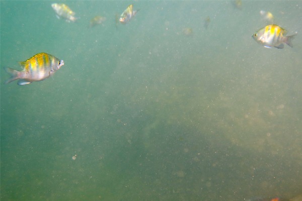 Damselfish - Panamic Sergeant Major