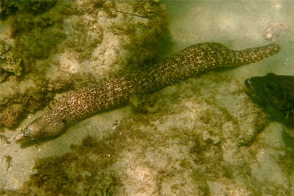 Moray - Jewel Moray Eel Moray - Jewel Moray Eel