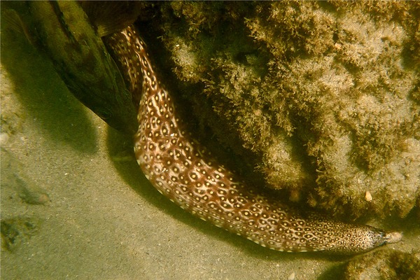 Moray - Jewel Moray Eel Moray - Jewel Moray Eel