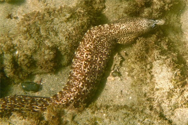 Moray - Jewel Moray Eel Moray - Jewel Moray Eel
