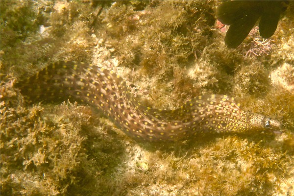 Moray - Jewel Moray Eel